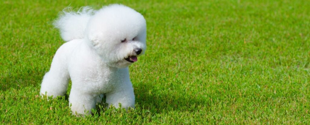 bichon frise is one of the best dog breeds for older adults