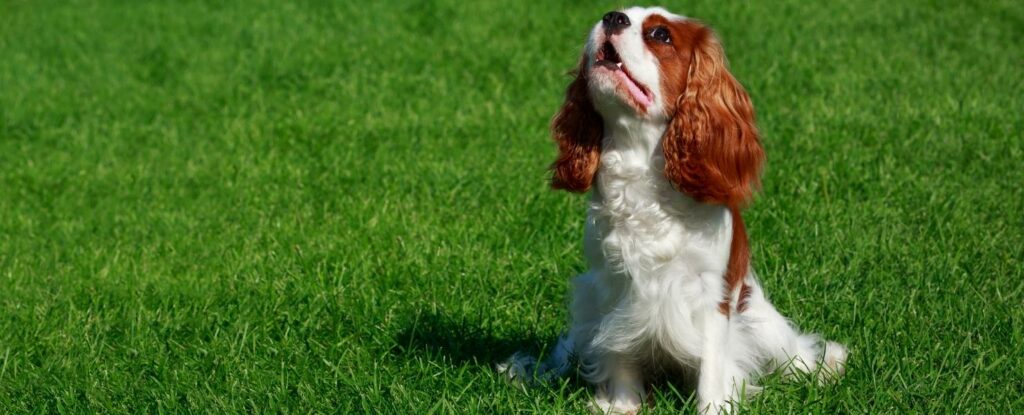 cavalier king charles are great dogs for older adults