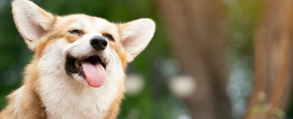 corgis make for amazing dogs for seniors