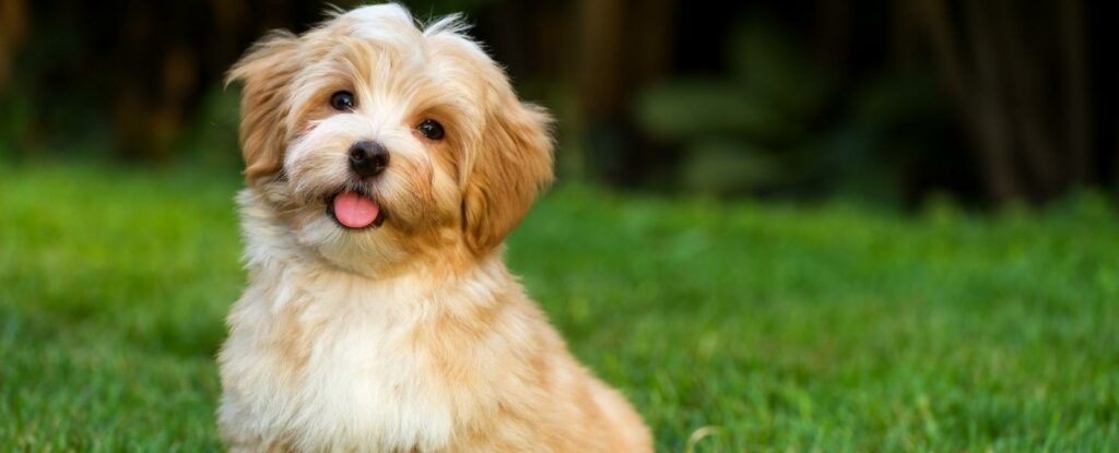 the havanese is cute and also one of the best dog breeds for seniors