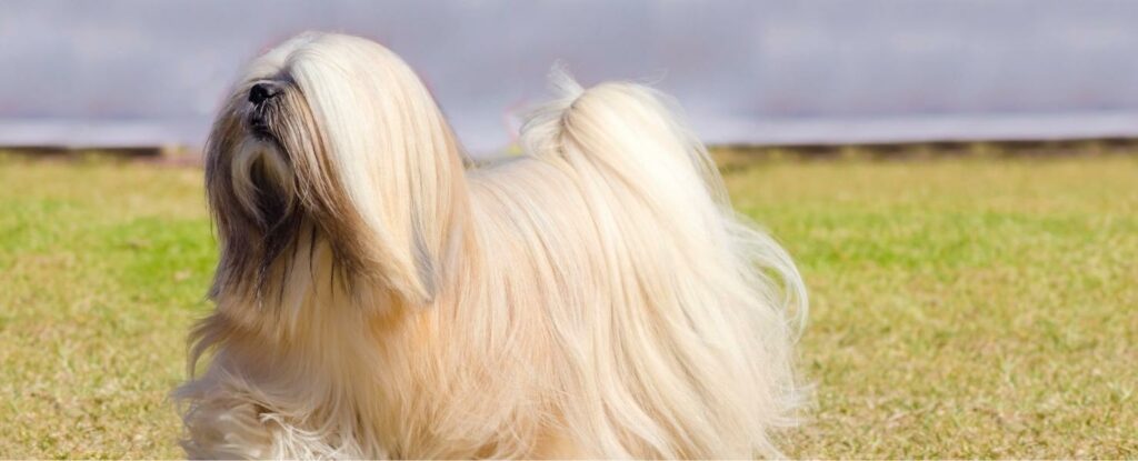 the lhasa apso is a spectacular dog for elderly