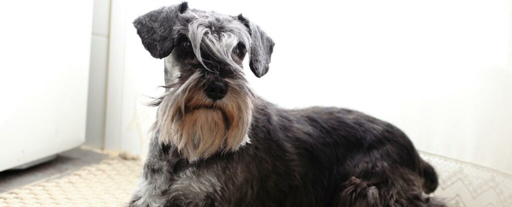 miniature schnauzers are more than cute, they are near perfect dogs for elderly people