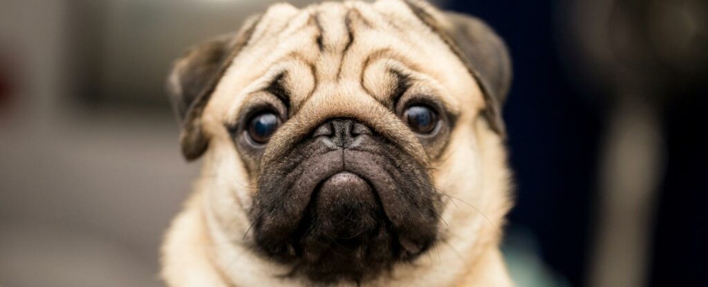 pugs make amazing pets and are certainly one of the best dog breeds for older adults