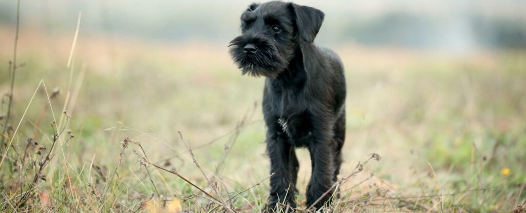 scottish terriers are the final dog on our list of the best dogs for older adults