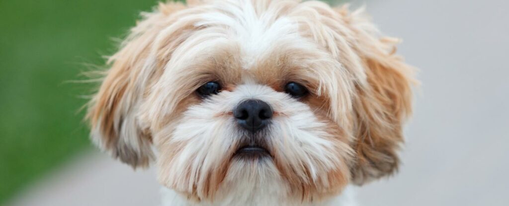 shih tzus are one of the best dogs for older adults