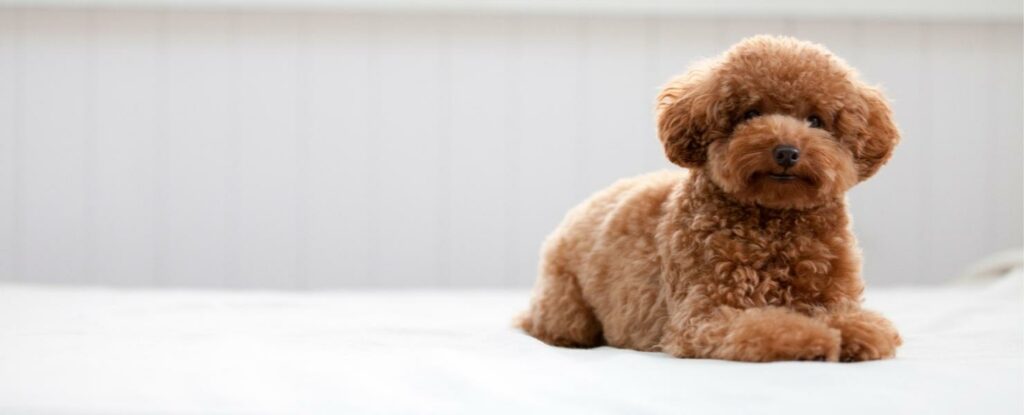 toy poodles are more than cute, they are great companions for older adults