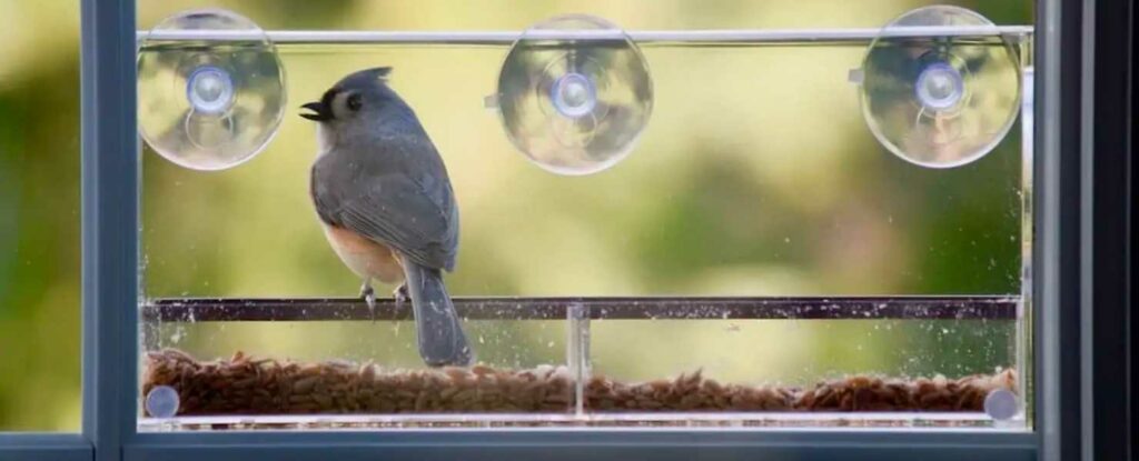 window bird feeder makes a great gift